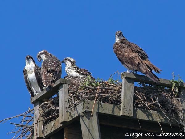  July 10, 2025 10:24 AM, Canon EOS R7, RF100-500mm F4.5-7.1 L IS USM, 500mm, f/10.0, 1/3200s, ISO 1250, Gregor von Laszewski
