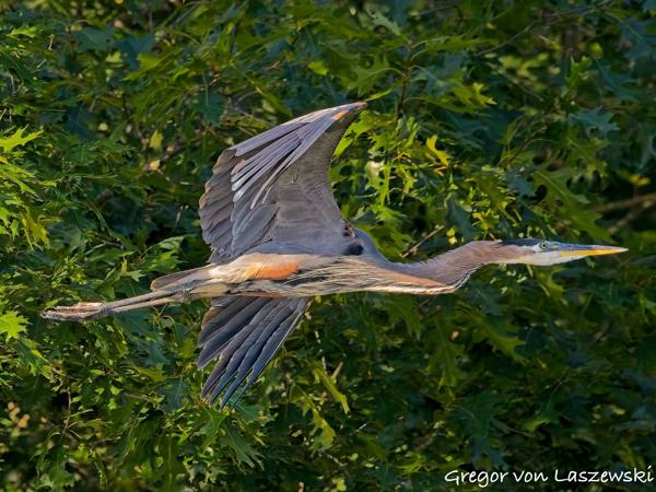  July 11, 2025 8:56 AM, Canon EOS R7, RF100-500mm F4.5-7.1 L IS USM, 400mm, f/8.0, 1/3200s, ISO 8000, Gregor von Laszewski
