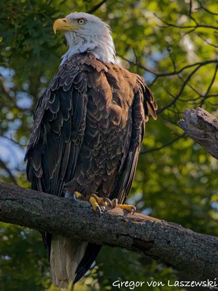  July 11, 2025 10:52 AM, Canon EOS R7, RF100-500mm F4.5-7.1 L IS USM + EXTENDER RF2x, 1000mm, f/14.0, 1/3200s, ISO 25600, Gregor von Laszewski
