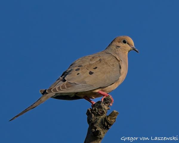  July 11, 2025 7:30 PM, Canon EOS R7, RF100-500mm F4.5-7.1 L IS USM, 500mm, f/7.1, 1/3200s, ISO 640, Gregor von Laszewski