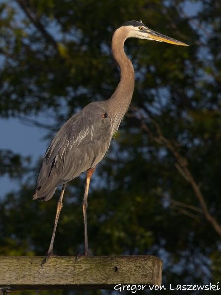  July 11, 2025 7:37 PM, Canon EOS R7, RF100-500mm F4.5-7.1 L IS USM, 500mm, f/8.0, 1/3200s, ISO 640, Gregor von Laszewski
