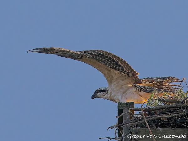 July 11, 2025 7:44 PM, Canon EOS R7, RF100-500mm F4.5-7.1 L IS USM, 428mm, f/8.0, 1/3200s, ISO 1250, Gregor von Laszewski