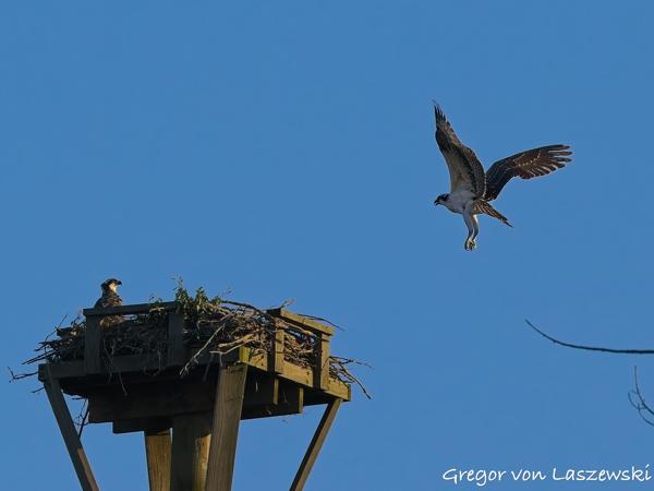  July 11, 2025 7:53 PM, Canon EOS R7, RF100-500mm F4.5-7.1 L IS USM, 254mm, f/8.0, 1/3200s, ISO 1000, Gregor von Laszewski