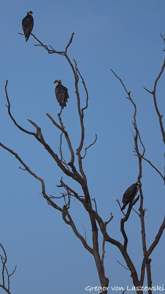  July 13, 2025 8:04 AM, Canon EOS R7, RF200-800mm F6.3-9 IS USM, 338mm, f/7.1, 1/3200s, ISO 500, Gregor von Laszewski