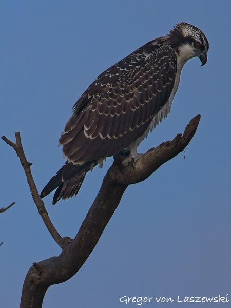  July 13, 2025 8:05 AM, Canon EOS R7, RF200-800mm F6.3-9 IS USM, 800mm, f/9.0, 1/3200s, ISO 1000, Gregor von Laszewski