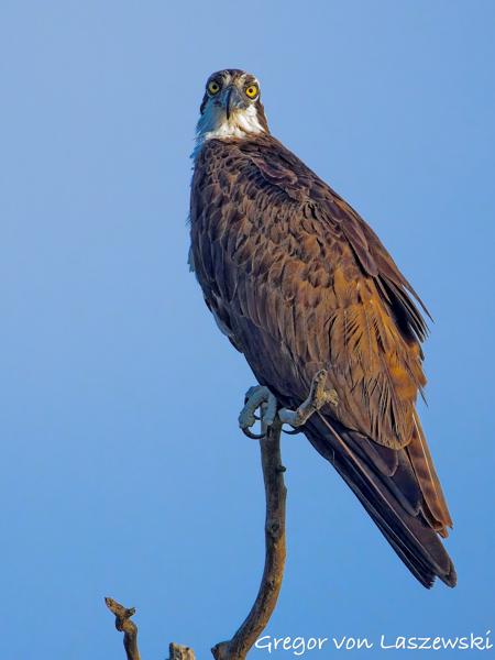  July 13, 2025 8:11 AM, Canon EOS R7, RF200-800mm F6.3-9 IS USM, 800mm, f/9.0, 1/3200s, ISO 6400, Gregor von Laszewski