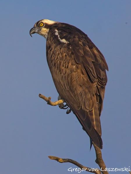  July 13, 2025 8:19 AM, Canon EOS R7, RF200-800mm F6.3-9 IS USM + EXTENDER RF2x, 1600mm, f/18.0, 1/3200s, ISO 4000, Gregor von Laszewski
