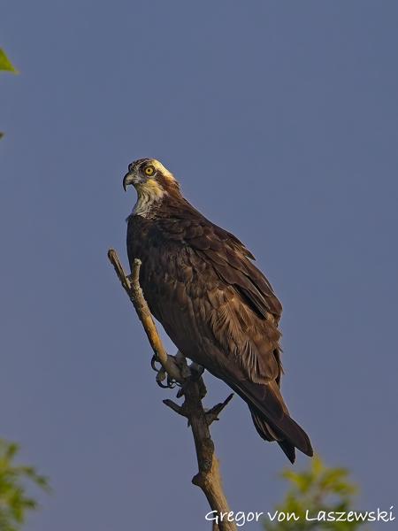  July 13, 2025 8:32 AM, Canon EOS R7, RF200-800mm F6.3-9 IS USM, 742mm, f/9.0, 1/3200s, ISO 640, Gregor von Laszewski