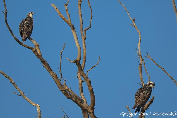  July 13, 2025 8:36 AM, Canon EOS R7, RF200-800mm F6.3-9 IS USM, 311mm, f/7.1, 1/3200s, ISO 500, Gregor von Laszewski