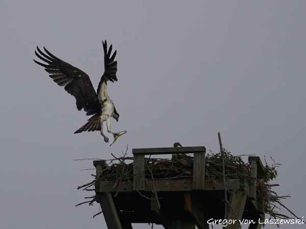  July 13, 2025 8:41 AM, Canon EOS R7, RF200-800mm F6.3-9 IS USM, 324mm, f/7.1, 1/3200s, ISO 320, Gregor von Laszewski