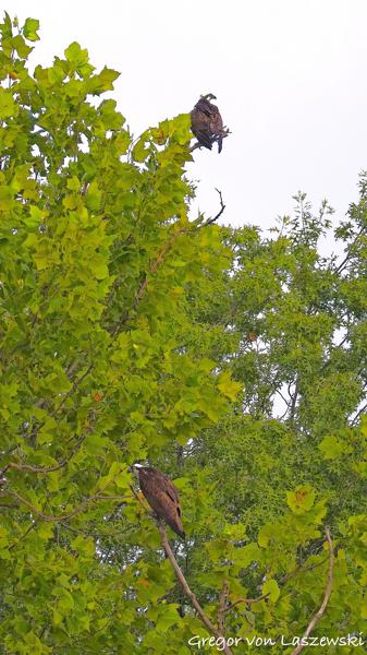  July 13, 2025 8:44 AM, Canon EOS R7, RF200-800mm F6.3-9 IS USM, 200mm, f/7.1, 1/3200s, ISO 3200, Gregor von Laszewski