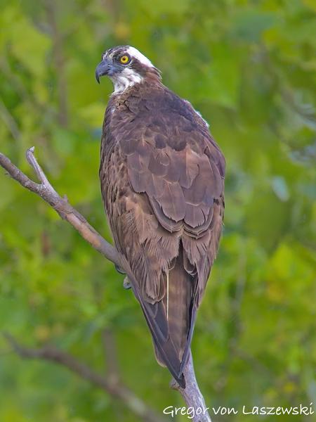  July 13, 2025 8:50 AM, Canon EOS R7, RF200-800mm F6.3-9 IS USM, 800mm, f/9.0, 1/3200s, ISO 8000, Gregor von Laszewski