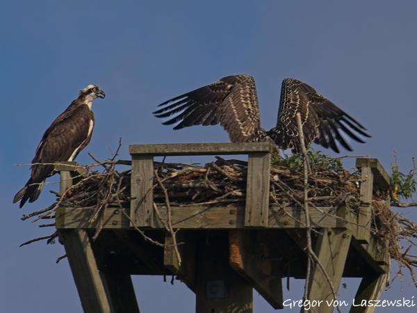  July 13, 2025 9:13 AM, Canon EOS R7, RF200-800mm F6.3-9 IS USM, 800mm, f/10.0, 1/1000s, ISO 250, Gregor von Laszewski