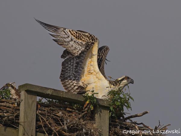  July 13, 2025 9:19 AM, Canon EOS R7, RF200-800mm F6.3-9 IS USM, 800mm, f/10.0, 1/1000s, ISO 200, Gregor von Laszewski