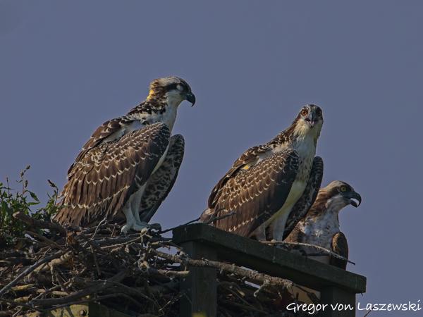  July 13, 2025 9:37 AM, Canon EOS R7, RF200-800mm F6.3-9 IS USM, 800mm, f/9.0, 1/1000s, ISO 200, Gregor von Laszewski