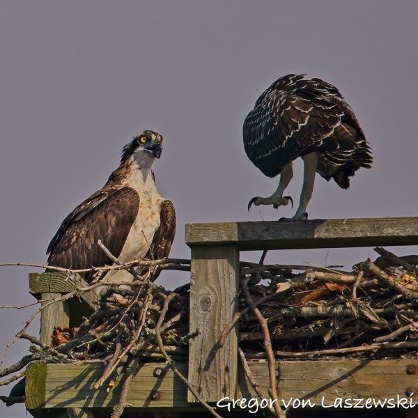  July 13, 2025 9:52 AM, Canon EOS R7, RF200-800mm F6.3-9 IS USM, 800mm, f/9.0, 1/3200s, ISO 400, Gregor von Laszewski