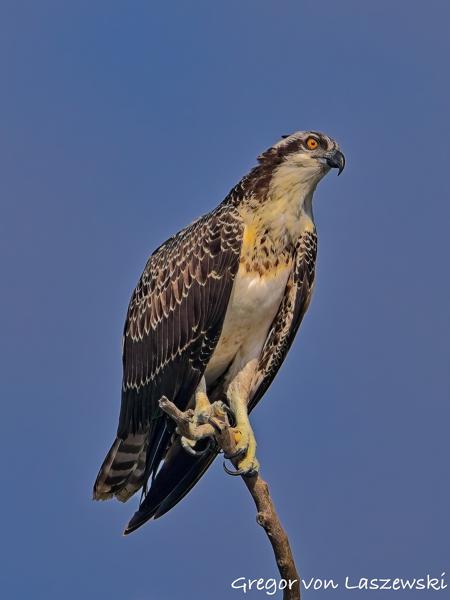  July 13, 2025 9:57 AM, Canon EOS R7, RF200-800mm F6.3-9 IS USM, 637mm, f/9.0, 1/3200s, ISO 640, Gregor von Laszewski