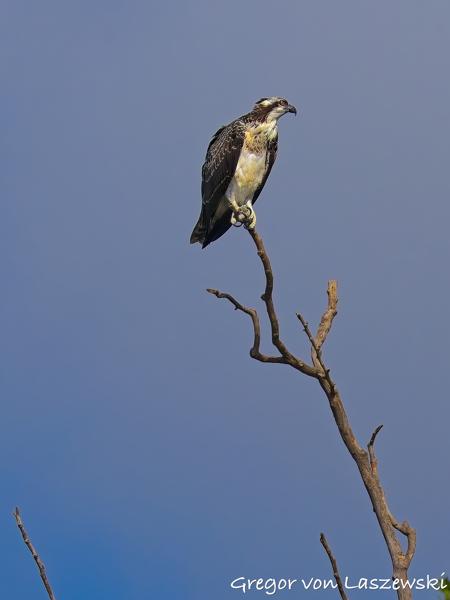  July 13, 2025 10:00 AM, Canon EOS R7, RF200-800mm F6.3-9 IS USM, 200mm, f/8.0, 1/3200s, ISO 500, Gregor von Laszewski