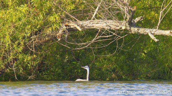  June 30, 2025 6:41 PM, Canon EOS R7, RF200-800mm F6.3-9 IS USM, 800mm, f/9.0, 1/8000s, ISO 6400, Gregor von Laszewski