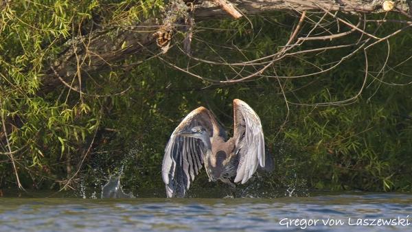  June 30, 2025 6:41 PM, Canon EOS R7, RF200-800mm F6.3-9 IS USM, 800mm, f/9.0, 1/8000s, ISO 6400, Gregor von Laszewski
