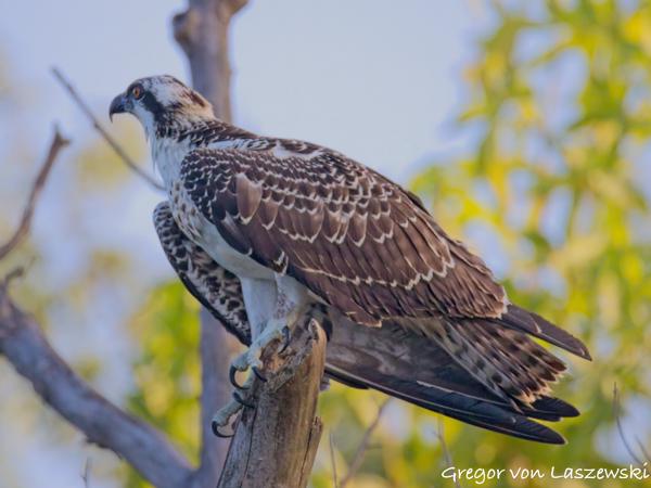  July 23, 2025 7:28 PM, Canon EOS R7, RF200-800mm F6.3-9 IS USM, 800mm, f/9.0, 1/3200s, ISO 8000, Gregor von Laszewski