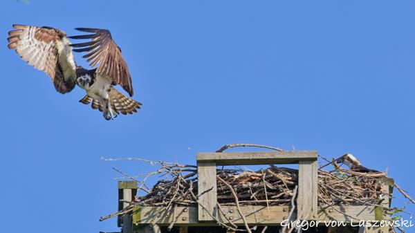  July 2, 2025 9:13 AM, Canon EOS R7, RF100-500mm F4.5-7.1 L IS USM, 363mm, f/7.1, 1/1250s, ISO 1000, Gregor von Laszewski