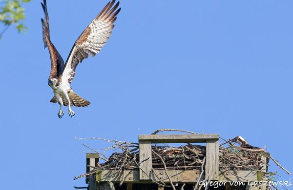  July 2, 2025 9:13 AM, Canon EOS R7, RF100-500mm F4.5-7.1 L IS USM, 363mm, f/7.1, 1/1250s, ISO 800, Gregor von Laszewski