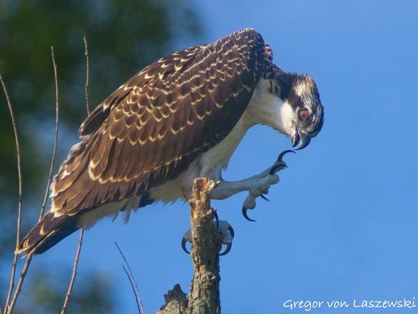  July 2, 2025 9:49 AM, Canon EOS R7, RF100-500mm F4.5-7.1 L IS USM + EXTENDER RF2x, 1000mm, f/14.0, 1/1250s, ISO 800, Gregor von Laszewski