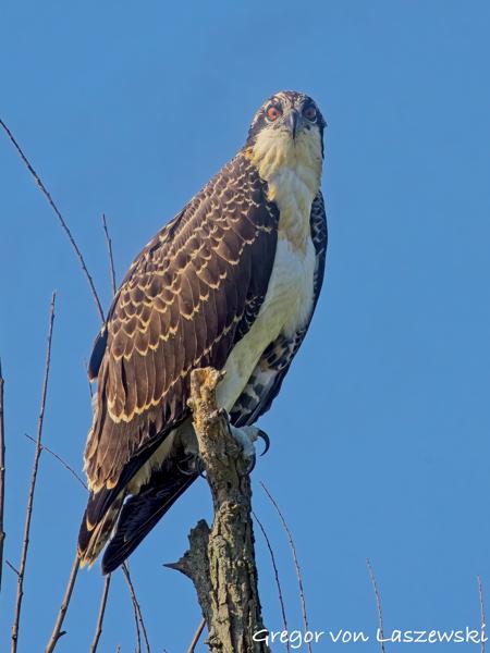  July 2, 2025 9:50 AM, Canon EOS R7, RF100-500mm F4.5-7.1 L IS USM + EXTENDER RF2x, 944mm, f/14.0, 1/1250s, ISO 2500, Gregor von Laszewski