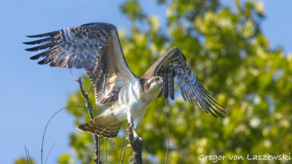  July 2, 2025 9:56 AM, Canon EOS R7, RF100-500mm F4.5-7.1 L IS USM + EXTENDER RF2x, 600mm, f/11.0, 1/1250s, ISO 1250, Gregor von Laszewski