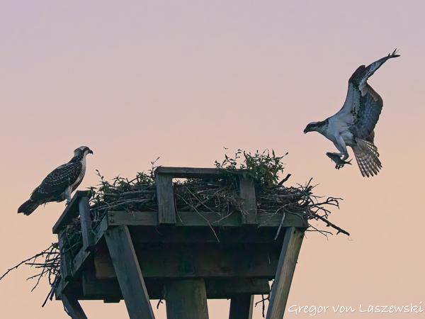  July 23, 2025 8:19 PM, Canon EOS R7, RF200-800mm F6.3-9 IS USM, 234mm, f/9.0, 1/3200s, ISO 2000, Gregor von Laszewski