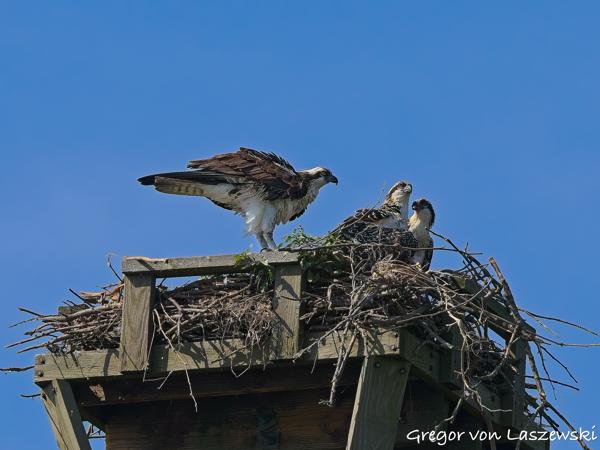  July 2, 2025 10:30 AM, Canon EOS R7, RF100-500mm F4.5-7.1 L IS USM, 300mm, f/7.1, 1/2500s, ISO 500, Gregor von Laszewski