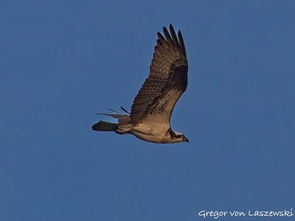  July 23, 2025 8:36 PM, Canon EOS R7, RF200-800mm F6.3-9 IS USM, 200mm, f/9.0, 1/3200s, ISO 3200, Gregor von Laszewski
