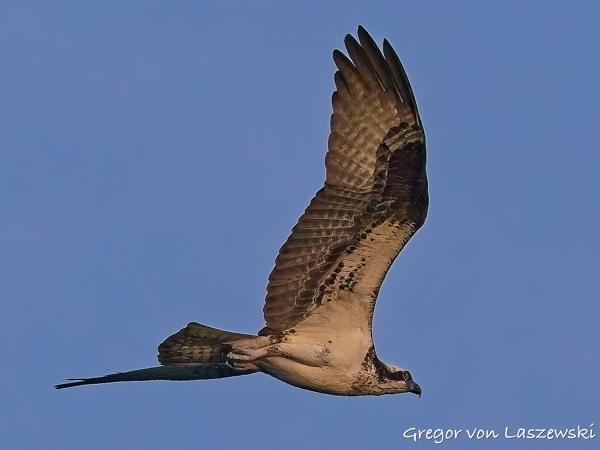  July 23, 2025 8:36 PM, Canon EOS R7, RF200-800mm F6.3-9 IS USM, 200mm, f/9.0, 1/3200s, ISO 3200, Gregor von Laszewski