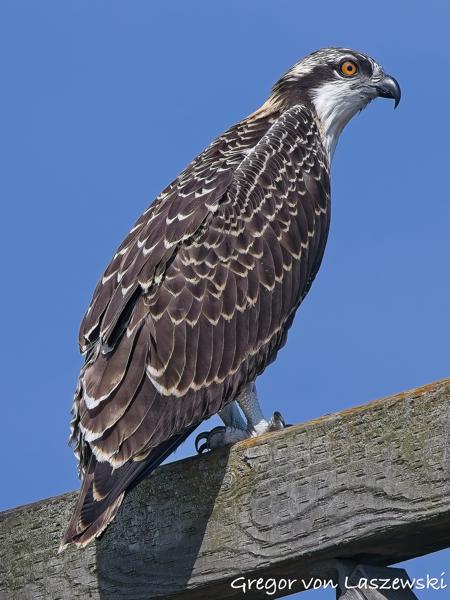  July 2, 2025 10:41 AM, Canon EOS R7, RF100-500mm F4.5-7.1 L IS USM, 500mm, f/8.0, 1/2500s, ISO 500, Gregor von Laszewski