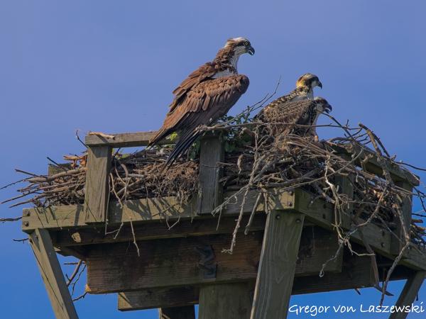  July 2, 2025 10:43 AM, Canon EOS R7, RF100-500mm F4.5-7.1 L IS USM, 500mm, f/8.0, 1/2500s, ISO 2500, Gregor von Laszewski