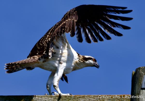  July 2, 2025 11:08 AM, Canon EOS R7, RF100-500mm F4.5-7.1 L IS USM, 324mm, f/8.0, 1/2500s, ISO 500, Gregor von Laszewski