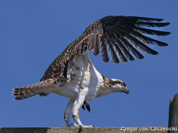  July 2, 2025 11:08 AM, Canon EOS R7, RF100-500mm F4.5-7.1 L IS USM, 324mm, f/8.0, 1/2500s, ISO 500, Gregor von Laszewski