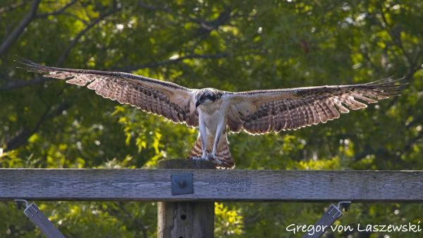 July 2, 2025 11:12 AM, Canon EOS R7, RF100-500mm F4.5-7.1 L IS USM, 500mm, f/8.0, 1/2500s, ISO 2000, Gregor von Laszewski