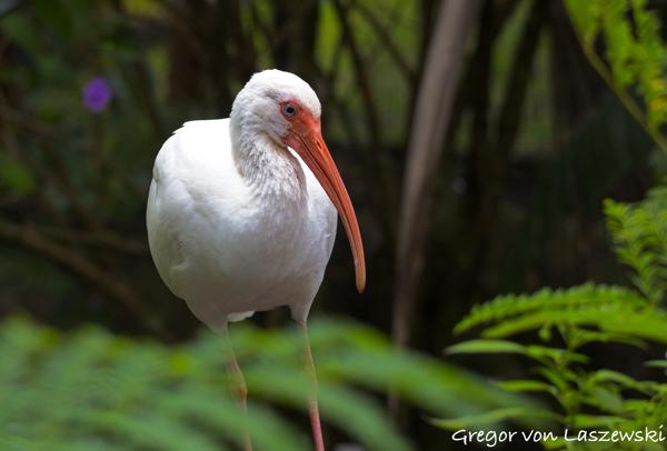  December 30, 2024 11:41 AM, Canon EOS R7, RF100-400mm F5.6-8 IS USM, 100mm, f/6.3, 1/160s, ISO 640, Gregor von Laszewski