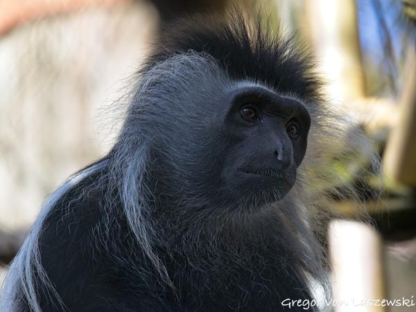  December 30, 2024 3:54 PM, Canon EOS R7, RF100-400mm F5.6-8 IS USM, 300mm, f/8.0, 1/1600s, ISO 3200, Gregor von Laszewski