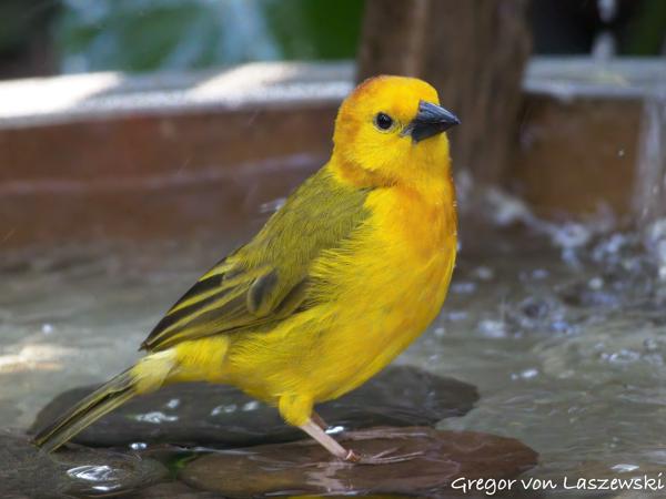  December 30, 2024 4:01 PM, Canon EOS R7, RF100-400mm F5.6-8 IS USM, 400mm, f/8.0, 1/125s, ISO 12800, Gregor von Laszewski