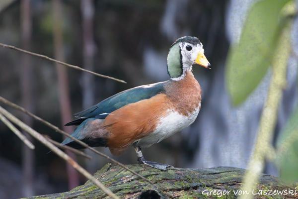  December 30, 2024 4:17 PM, Canon EOS R7, RF100-400mm F5.6-8 IS USM, 400mm, f/8.0, 1/160s, ISO 12800, Gregor von Laszewski
