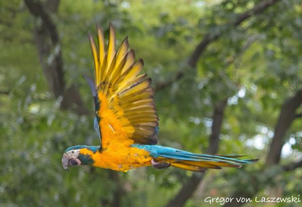  September 3, 2023 2:18 PM, Canon EOS R7, RF-S18-150mm F3.5-6.3 IS STM, 150mm, f/7.1, 1/1000s, ISO 4000, Gregor von Laszewski