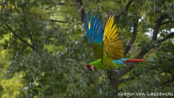  September 3, 2023 2:19 PM, Canon EOS R7, RF-S18-150mm F3.5-6.3 IS STM, 150mm, f/6.3, 1/6400s, ISO 6400, Gregor von Laszewski