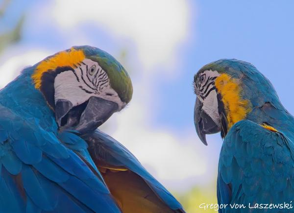  September 3, 2023 2:23 PM, Canon EOS R7, RF-S18-150mm F3.5-6.3 IS STM, 141mm, f/7.1, 1/6400s, ISO 4000, Gregor von Laszewski