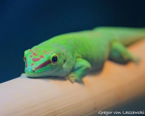  March 16, 2023 1:18 PM, Canon EOS R7, RF-S18-150mm F3.5-6.3 IS STM, 150mm, f/6.3, 1/320s, ISO 6400, Gregor von Laszewski