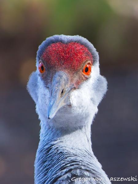  March 16, 2023 3:26 PM, Canon EOS R7, RF100-400mm F5.6-8 IS USM + EXTENDER RF2x, 800mm, f/16.0, 1/250s, ISO 5000, Gregor von Laszewski