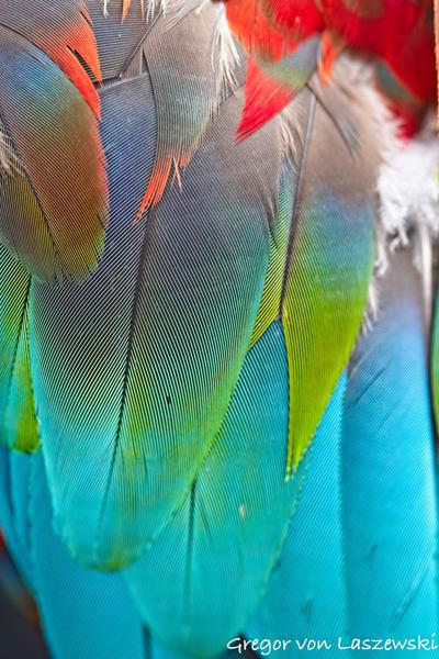  May 13, 2023 6:01 PM, Canon EOS R7, RF85mm F2 MACRO IS STM, 85mm, f/2.8, 1/160s, ISO 160, Gregor von Laszewski