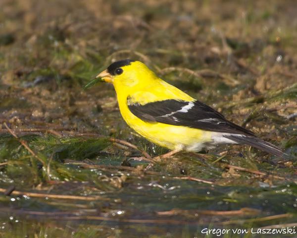  August 25, 2024 9:13 AM, Canon EOS R7, RF100-400mm F5.6-8 IS USM + EXTENDER RF2x, 800mm, f/16.0, 1/1250s, ISO 2500, Gregor von Laszewski